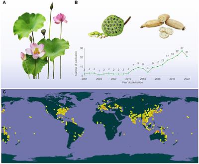 Bioactive polysaccharides from lotus as potent food supplements: a review of their preparation, structures, biological features and application prospects